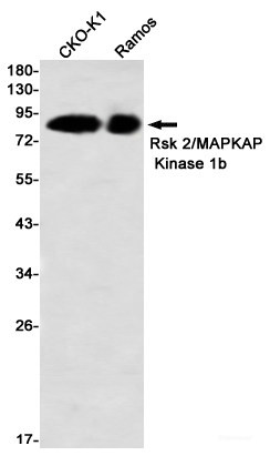 Anti-Recombinant RSK2, clone R05-6E3