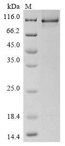 Amyloid beta A4 precursor protein-binding family A member 2 (APBA2), human, recombinant