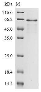 Attachment protein G3P (III), Enterobacteria phage M13, recombinant