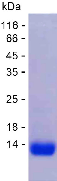 Recombinant Human PCDHGA6 Protein