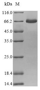 Structural polyprotein, partial, Sindbis virus, recombinant