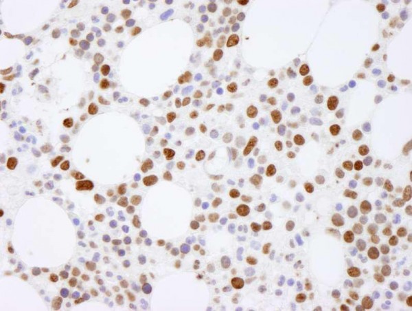 Anti-Histone H4 (IHC)