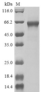 TNF receptor-associated factor 3 (TRAF3), human, recombinant