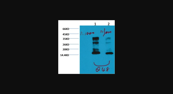 Anti-Histone H3(mono methyl K79), monoclonal