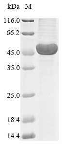 E3 ubiquitin-protein ligase pellino homolog 1 (PELI1), human, recombinant