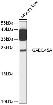 Anti-GADD45A
