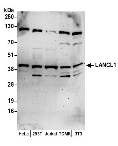 Anti-LANCL1