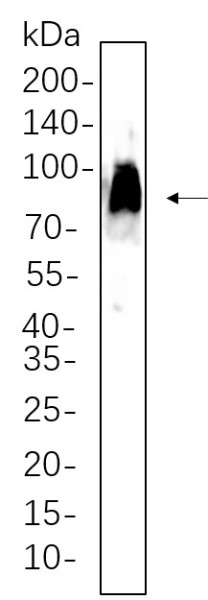 Anti-Recombinant CD86, clone 10A3