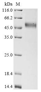 Carboxypeptidase N catalytic chain (CPN1), recombinant human