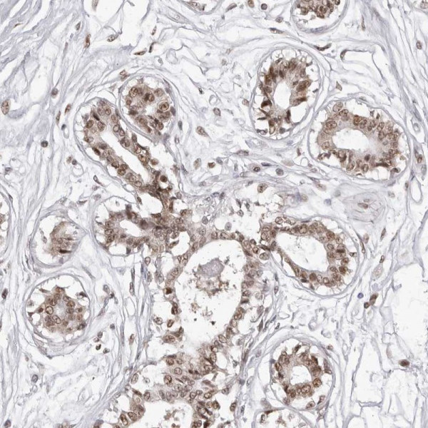 Anti-PHF3