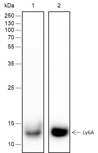 Anti-Recombinant Ly-6A/E, clone A290