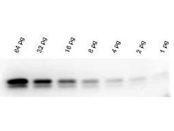 FemtoMax Super Sensitive Chemiluminescent Western Blotting Kit for use with goat primary antibody