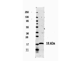 Anti-Interleukin-1beta (IL-1beta), Peroxidase conjugated