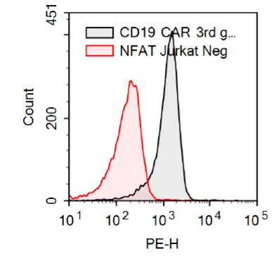Anti-CD19 CAR / NFAT (Luciferase) Reporter Jurkat Cell Line (CD19 SCFV-CD28-4-1BB-CD3zeta)