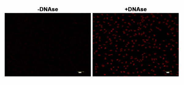 Cell Meter(TM) Fixed Cell and Tissue TUNEL Apoptosis Assay Kit *Deep Red Fluorescence*