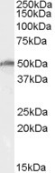 Anti-DBP5 / DDX19, Internal
