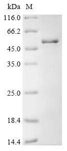 Slit homolog 2 protein (Slit2), partial, recombinant mouse