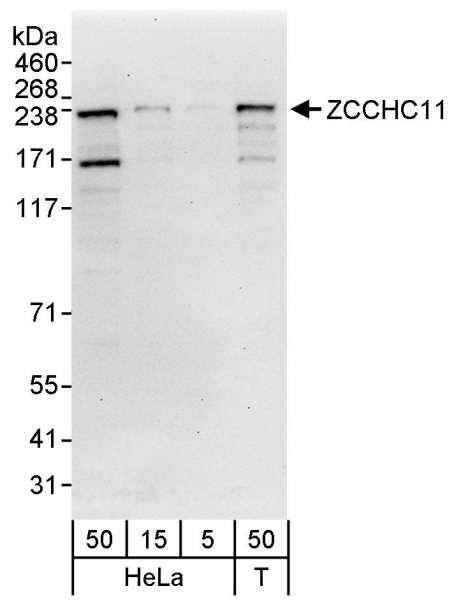 Anti-ZCCHC11