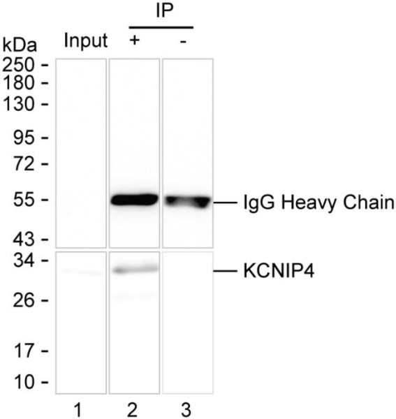 Anti-KCNIP4