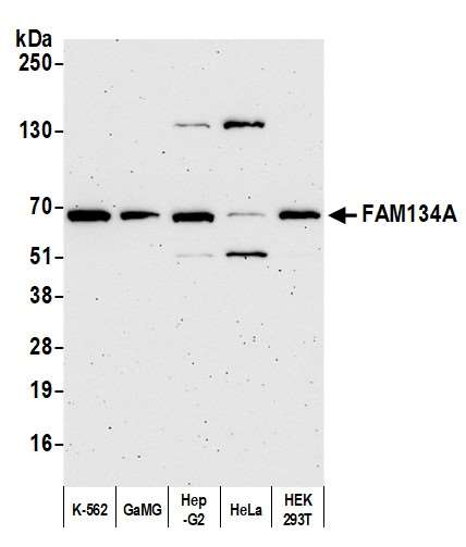 Anti-FAM134A