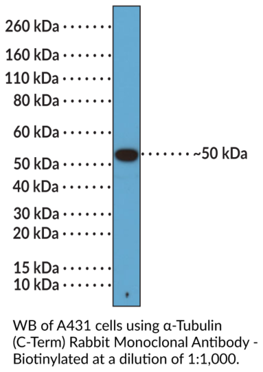 Anti-alpha-Tubulin (C-Term) Rabbit Monoclonal Antibody - Biotinylated (Clone RM113)