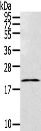 Anti-TEX37