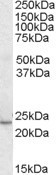 Anti-KLF16, C-terminal