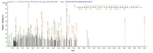 Lumican (Lum), mouse, recombinant
