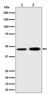Anti-TIMM44 / Translocase of inner mitochondrial membrane 44, clone 30T70