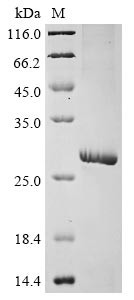 Gamma-aminobutyric acid receptor subunit pi (GABRP), partial, human, recombinant