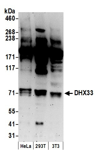 Anti-DHX33