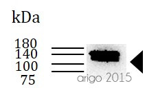 Anti-CD29 / Integrin beta 1