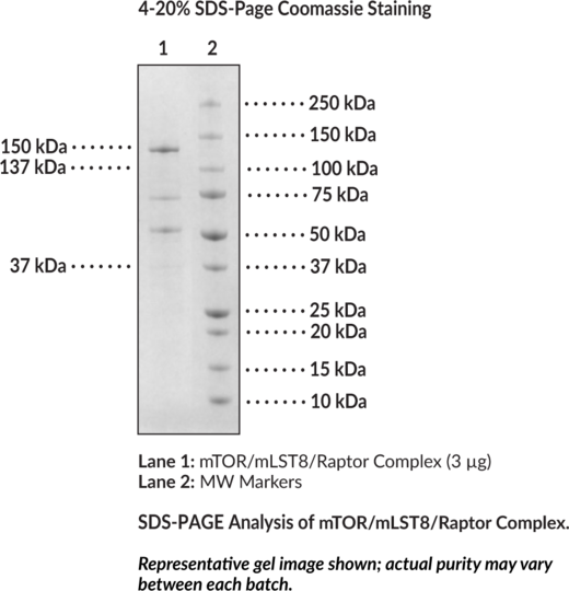 mTOR/mLST8/Raptor Complex (human, recombinant)
