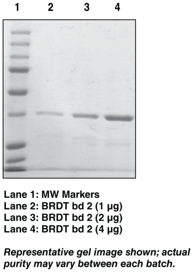 BRDT bromodomain 2 (human recombinant)