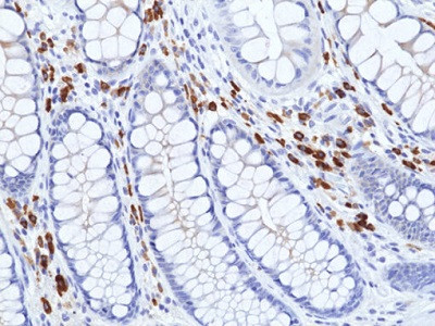 Anti-IgA (human), Rabbit Monoclonal (RM513)