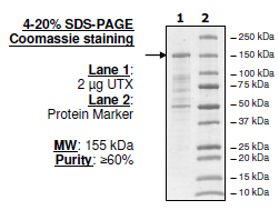 UTX, human recombinant protein