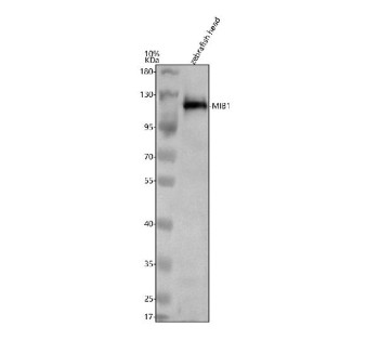 Anti-Zebrafish Mib1 / Mind bomb 1