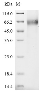 Leucine-rich repeat-containing G-protein coupled receptor 4 (LGR4), partial, human, recombinant