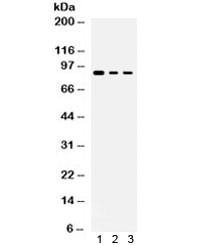 Anti-Ataxin 1 / ATXN1