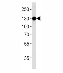 Anti-Integrin beta 1, clone 1084CT17.4.1