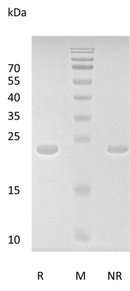 Recombinant Human Fibroblast Growth Factor 8