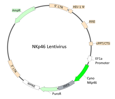 NKp46 Lentivirus (Macaca fascicularis/Cynomolgus)