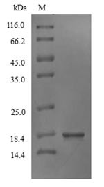 Interferon gamma (IFNG), Marmota monax, recombinant