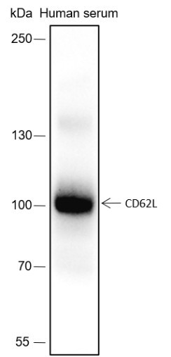 Anti-Recombinant CD62L, clone A179