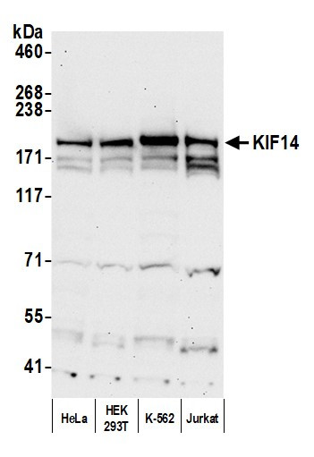 Anti-KIF14