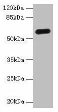 Anti-C8orf34