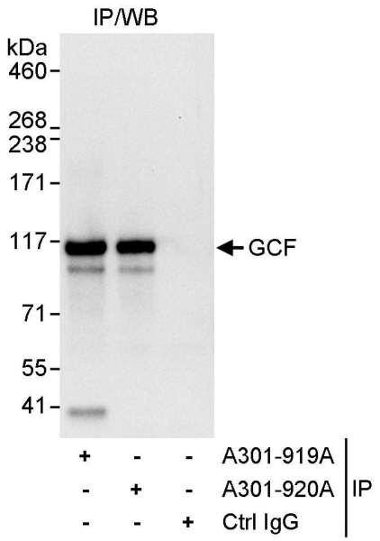 Anti-GCF