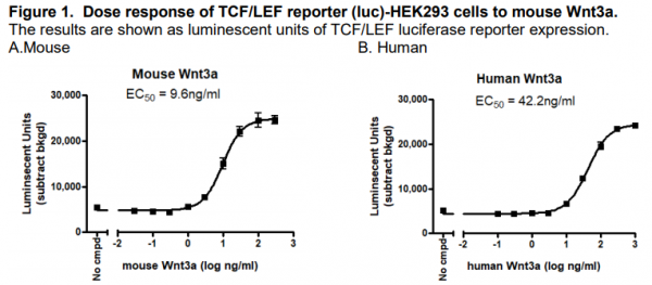 TCF/LEF reporter-HEK293 stable cell line, 1.5x10(6) cells