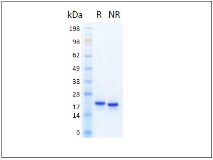 Pleiotrophin (PTN) HumanKine(R) recombinant human protein