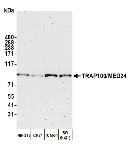 Anti-TRAP100/MED24